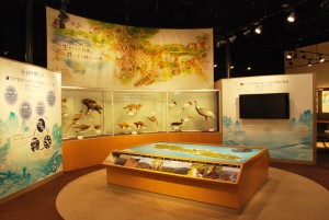 対馬野生生物保護センター　ツシマヤマネコについての展示フロア